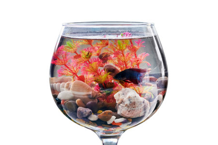 Fish swims in the original fish tank, isolated on a white background. Aquarium in the form of wine glass. Fishbowl with water on a thin leg with a stands on the table.の写真素材