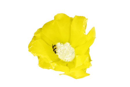 Bee pollinates the flowers of cactus opuntia, isolated on a white backgroundの写真素材