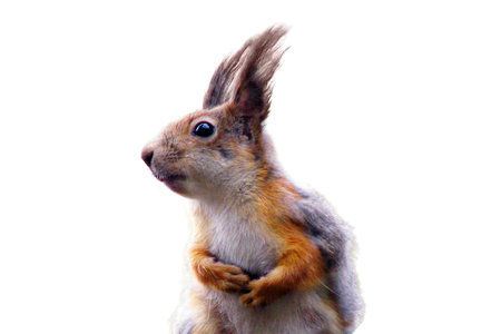 Squirrel in the spring changes its coat from gray to red, isolated on a white background. Curious animal sitting in a tree, close-up. Change winter wool to summer at squirrels.の写真素材