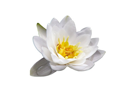 Water Lily closeup, isolated on a white background. Beautiful flowering aquatic plant, isolated on a white background. White flower on the pond.の写真素材