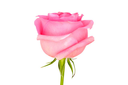 Pink rose flower isolated on white background, close-upの写真素材