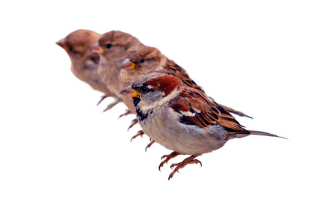 A flock of sparrows sits in a row, isolated on a white backgroundの写真素材