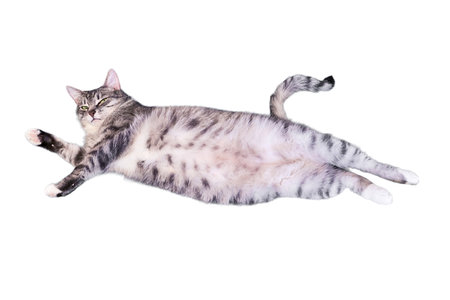 Cat lies belly up, isolated on a white background. Big belly of a pet, isolated on a white backgroundの写真素材
