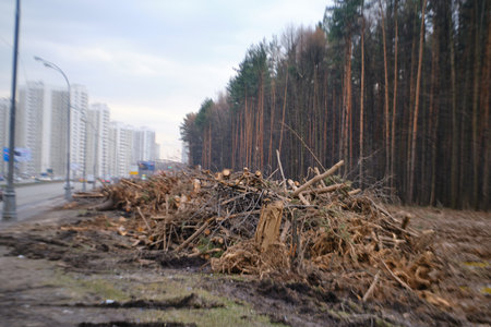 Cutting down trees in the Butovo forest. Sawn trees in Butovsky Park - Moscow, Russiaの写真素材