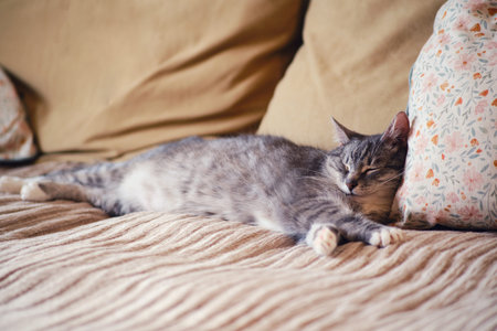 Senior cat sleeps on a sofa with brown pillows. Old pet sleeps on a beige sofa with a blanketの写真素材