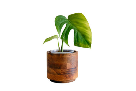 Yellow leaf on a sick houseplant Monstera Albo, white background, isolated on white background. A drying house plant in a flower potの写真素材