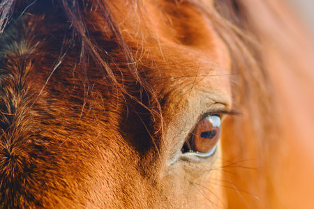 The close-up portrait of the brown horse showcases its majestic beauty in the sunset's soft light on the farmの写真素材