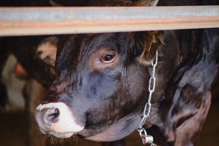 Sad black bull in the barn are being bothered by flies and other insects, making them scared