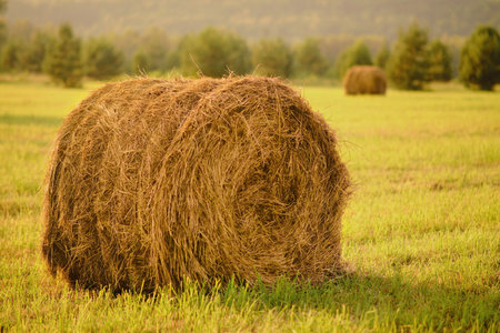 A haystack on a yellow autumn field after mowing grass