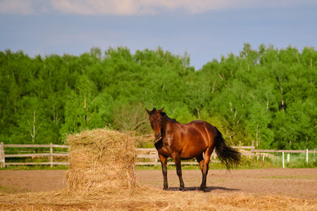 Horse gathers outdoors, eagerly eating their specialized horse feed from the farmの写真素材