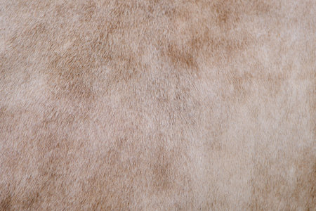 Background of beige cow wool skin, texture of brown calf fur
