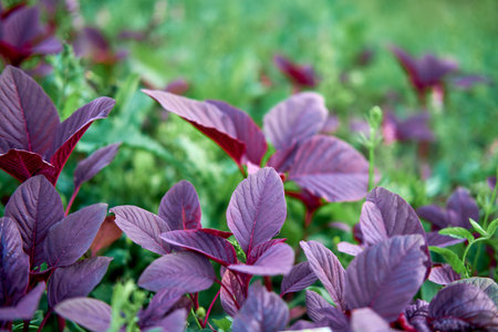 The floral aroma of the red leaf amaranth vegetable is a delightful addition to any summer meal.の写真素材