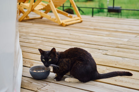 Black street cat eats food from a bowl near the houseの写真素材