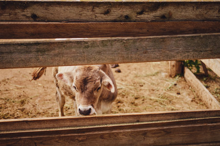The brown calf in the barn are being bothered by flies and other insects, making them scaredの写真素材