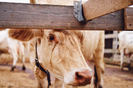 The brown calf in the barn are being bothered by flies and other insects, making them scaredの写真素材