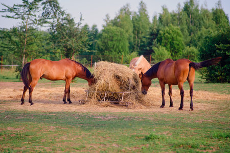 The herd of horses feeds on the fresh hay in the field, enjoying the warm summer day on the rural ranch.の写真素材