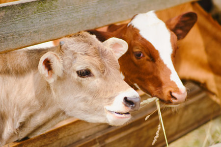 The herd of cows cattle is enjoying their meal of fresh grass on the farm.の写真素材