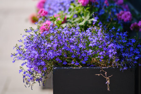 Beautiful blue flowers grow in a flower bed on a sunny summer dayの写真素材