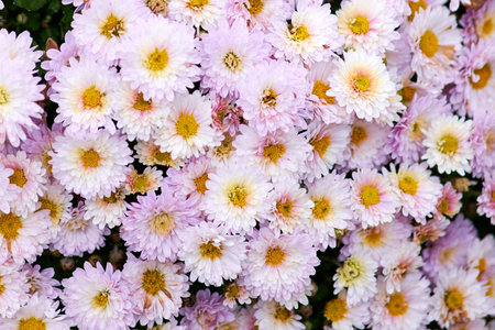 The beauty of the chrysanthemum's pink and purple blossoms adds charm to the garden.