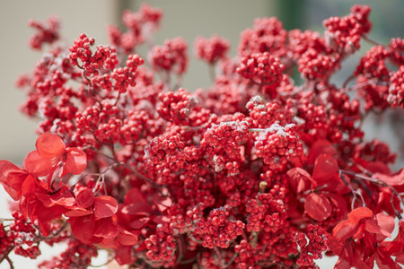 Beautiful red decorative flowers and berries stand in a vase on a sunny winter day