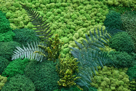 Top view of green moss plant and ferns. Nature backgroundの写真素材