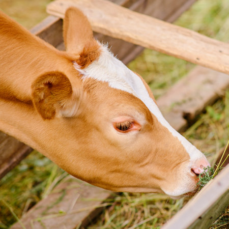 The cute little calf is eating her dairy food in the domestic farm industry.の写真素材