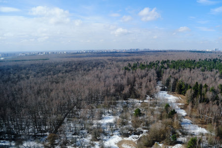 Spring forest with snow trees after blizzardの写真素材