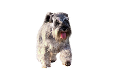 One miniature schnauzer dog walking with woman in the park, isolated on white backgroundの写真素材