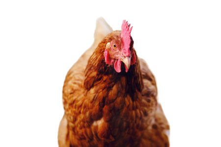 The brown hens, free to roam in the rural farm, peck at the grass while exploring the meadow, isolated on white background.の写真素材