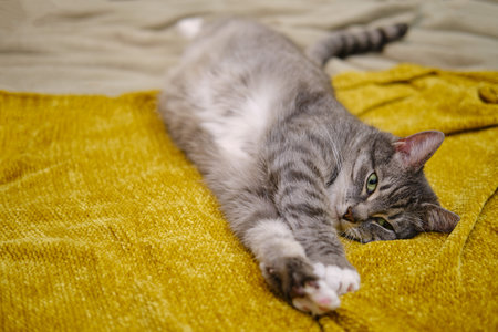 Pregnant cat stretched out on a yellow bedspread, belly closeupの写真素材