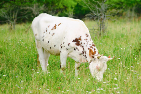 The dairy cows roam freely on the farmland, grazing on the nutritious grass and providing milk for the farm.の写真素材