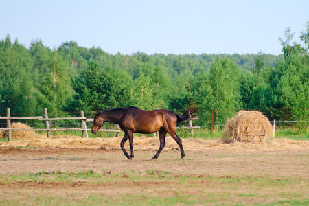 Horse run feeds on the hay in the outside stable, enjoying the fresh air and rural sceneryの写真素材