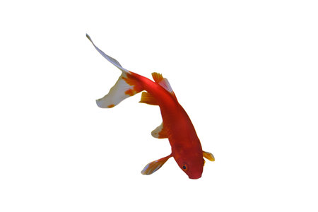 Goldfish swimming in a small freshwater aquarium, isolated on white background. Shallow depth of field, isolated on white background.の写真素材