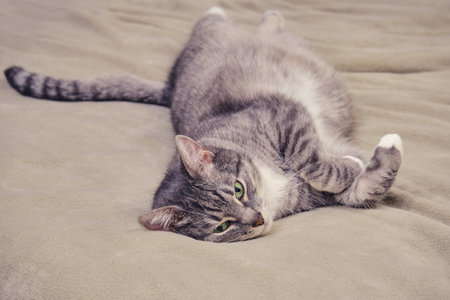 Funny fat cat licks on a home bed and looks at the camera with green eyesの写真素材