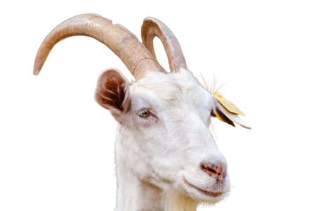 The happy goat is enjoying the freedom of the pasture and the company of its herd, isolated on white background.の写真素材