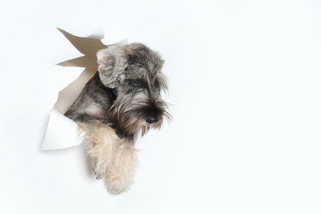 Happy miniature schnauzer peeking through a hole in white paper, pet through a hole in a white studio backgroundの写真素材