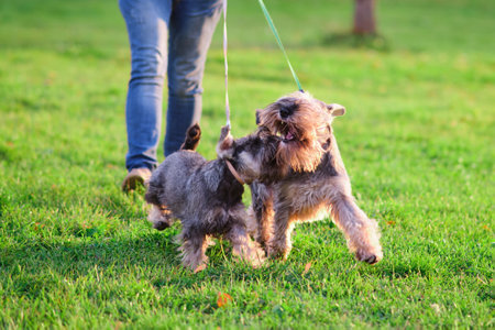 Miniature Schnauzer puppy with owner on green grass in parkの写真素材