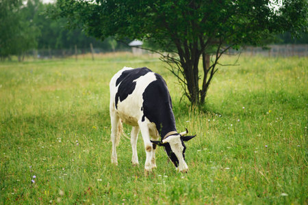 Cow on the farm are bred and raised with care and respect for their well-being, as they are an integral part of the farming community.の写真素材