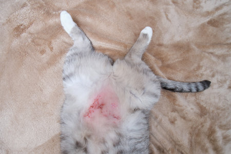 The cat scratched his stomach from itchy skin to scratches and wounds. The belly of a cat with wounds and skin problems from stress or allergiesの写真素材