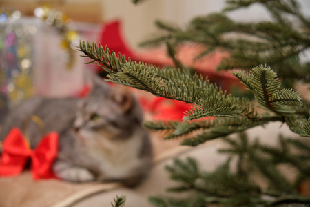 Cleaning up Christmas tree decorations in the home room after Christmas is over. Preparing for the New Year's celebration and unpacking the decorの写真素材