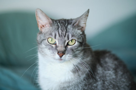 Close-up of gray tabby cat with green eyes. Studio pet portrait. Design for poster, greeting card,...