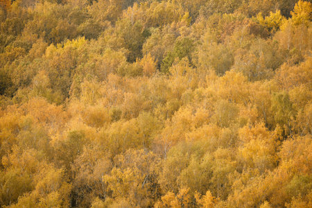 Autumn forest with dense yellow and orange foliage, background. Aerial view of colorful deciduous...