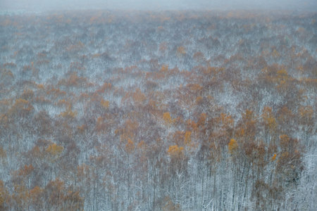 Snow-covered autumn forest with orange and brown foliage, seen from above in misty weather. Aerial view for design and print.の写真素材