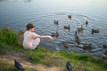 The child is resting by the pond while feeding ducks pieces of bread. A young male person is captured feeding birds in a moment of enjoyment.の写真素材