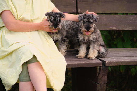 Two miniature schnauzers sit together on a wooden bench in the park.の写真素材