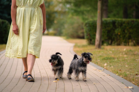 Two small schnauzers are being walked along a paved path in a park setting.の写真素材