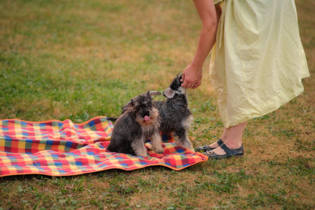A middle-aged woman is enjoying her walk in the park with two small schnauzers by her side.の写真素材