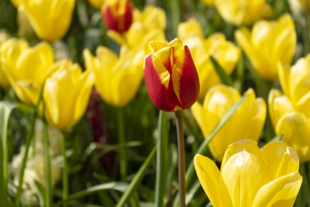 Close-up of colorful tulips for the background. Red and yellow flowersの写真素材
