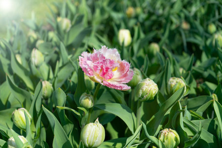 One pink blooming Tulip on the background of a green field in the sun rises