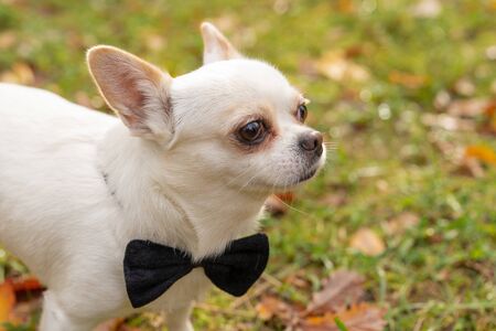Photo of the white chihuahua wearing a bow tie. Image of a dog. Pet, puppyの写真素材